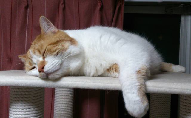 おやすみにゃ かわいい猫写真 猫画像の投稿サイト ネコジルシ