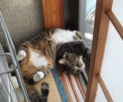 猫写真