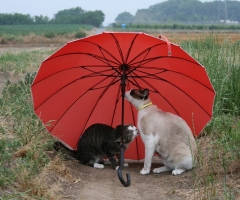 猫写真