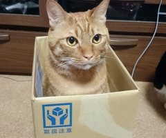 猫写真