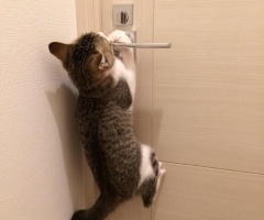 ネコ写真