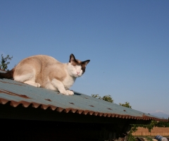 猫写真