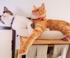 猫写真