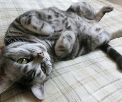 猫写真