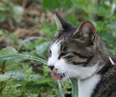 ネコ写真