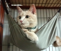 猫写真