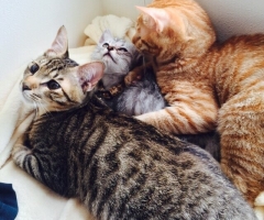 ネコ写真