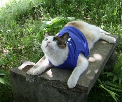 ネコ写真