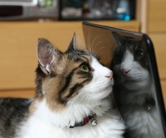 ネコ写真
