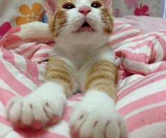 ネコ写真