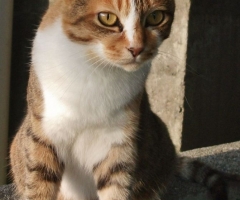 ネコ写真