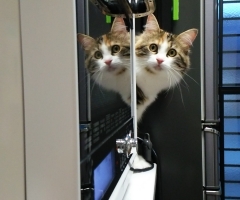 ネコ写真