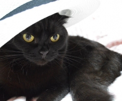 ネコ写真