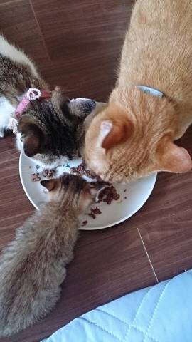 頭の大きさ比較 かわいい猫写真 猫画像の投稿サイト ネコジルシ 頭の大きさ比較 かわいい猫写真 猫画像の投稿サイト ネコジルシ