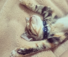 ネコ写真