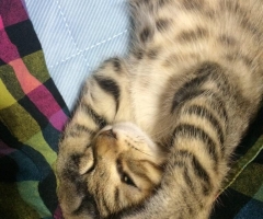 ネコ写真