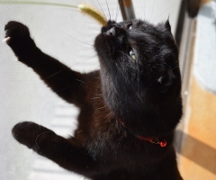 ネコ写真