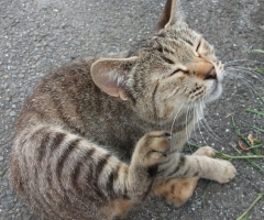 ネコ写真