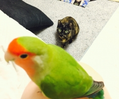 ネコ写真