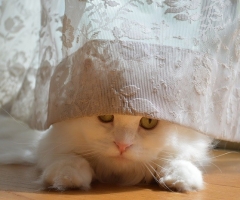 ネコ写真