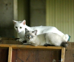 ネコ写真