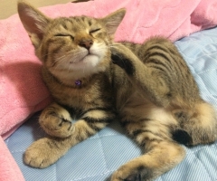 ネコ写真