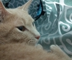 ネコ写真