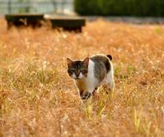 ネコ写真