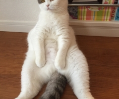 ネコ写真