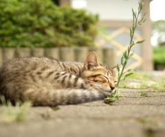 ネコ写真