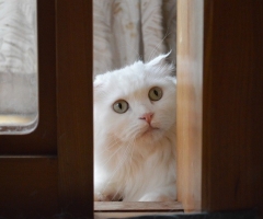 ネコ写真