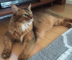 ネコ写真