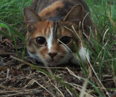 ネコ写真