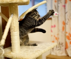ネコ写真
