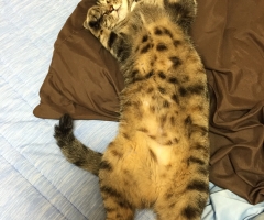 ネコ写真