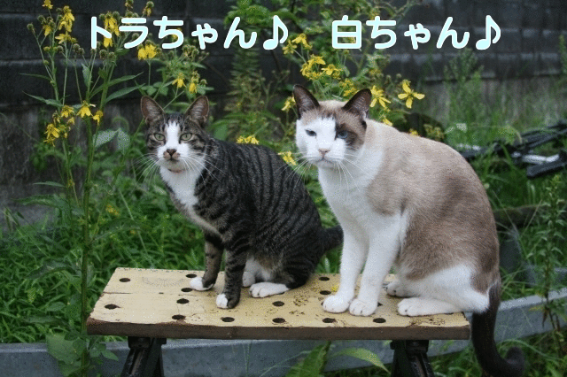お誕生日おめでとう かわいい猫写真 猫画像の投稿サイト ネコジルシ