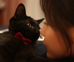 ネコ写真