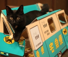 ネコ写真