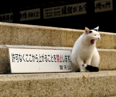 ネコ写真