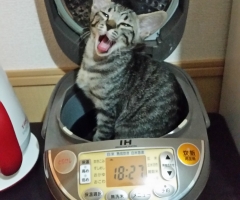 ネコ写真