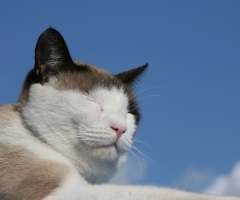 ネコ写真