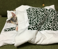 ネコ写真