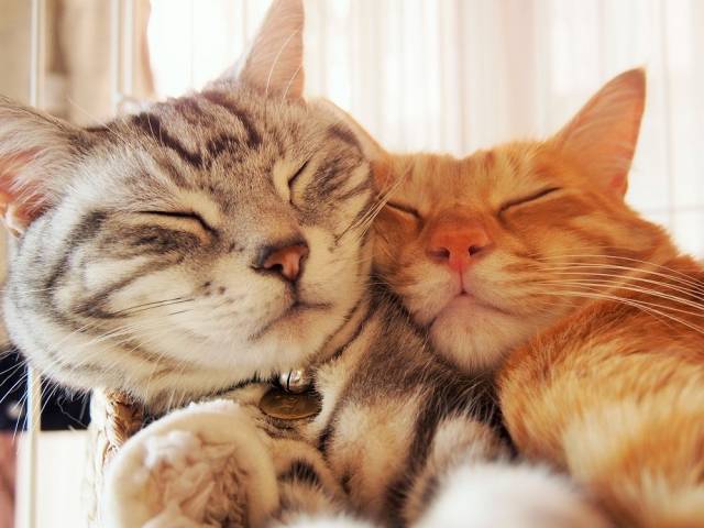 ぴったりくっつんこ かわいい猫写真 猫画像の投稿サイト ネコジルシ