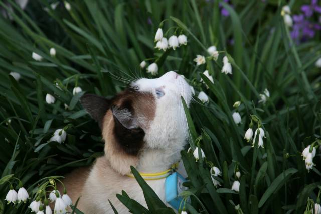 スズラン水仙 かわいい猫写真 猫画像の投稿サイト ネコジルシ