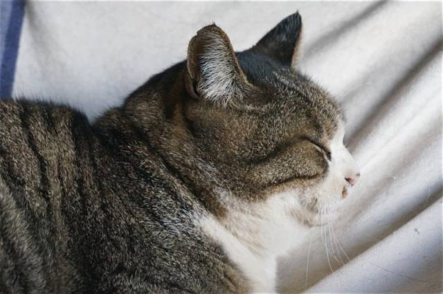 に 二重顎 かわいい猫写真 猫画像の投稿サイト ネコジルシ