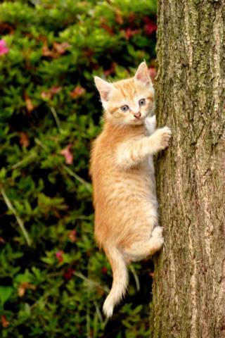 新種のセミ かわいい猫写真 猫画像の投稿サイト ネコジルシ