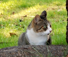 猫写真