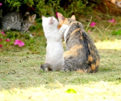 猫写真