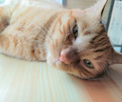 ネコ写真