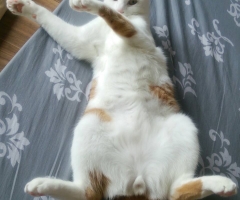 猫写真